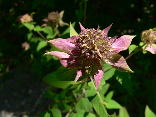 {Monarda fistulosa var. rubra}